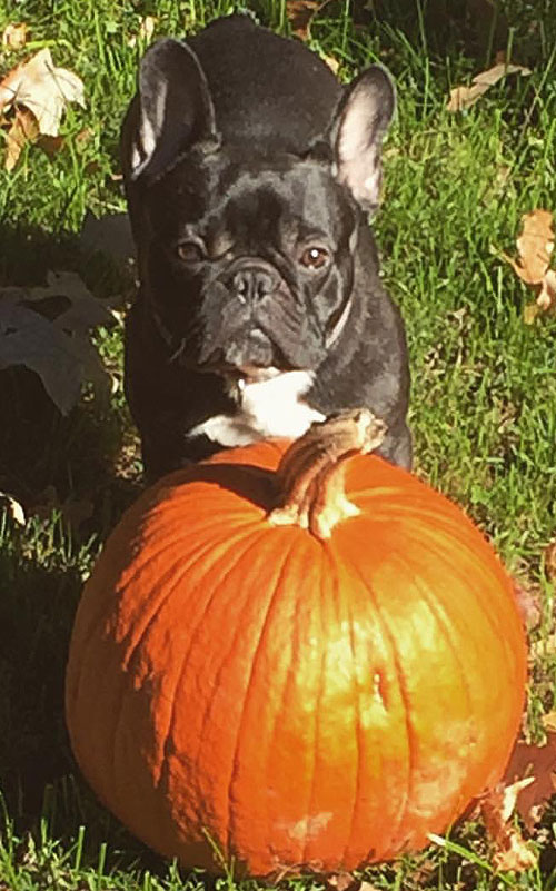 Django